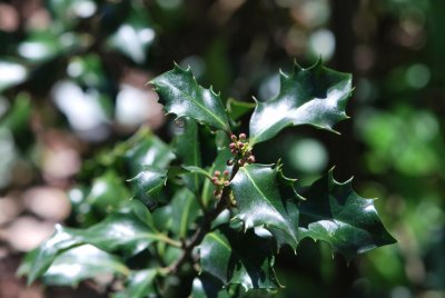 Ilex aquifolium - cesmína ostrolistá -jarní větévka (2)